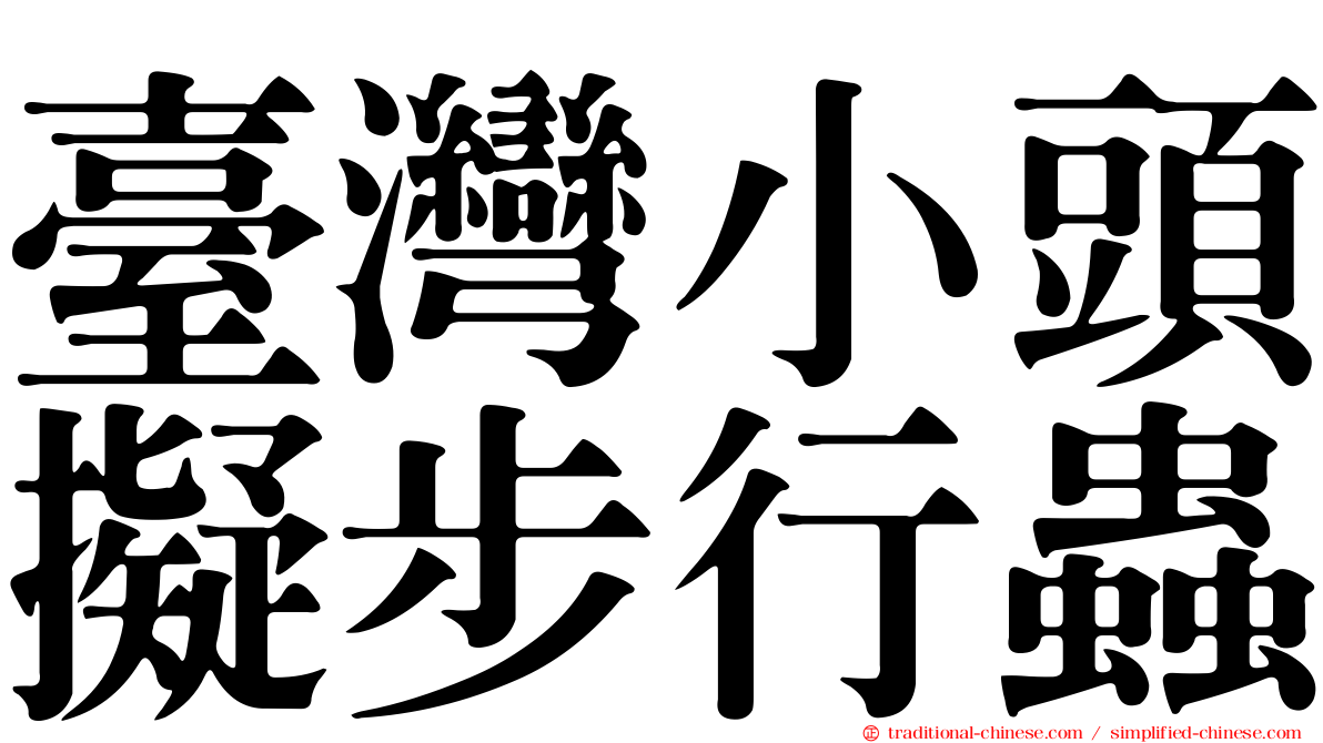 臺灣小頭擬步行蟲