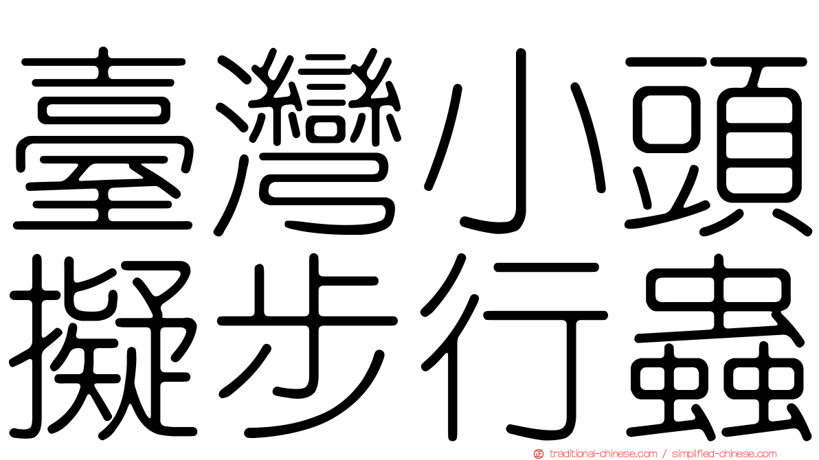 臺灣小頭擬步行蟲