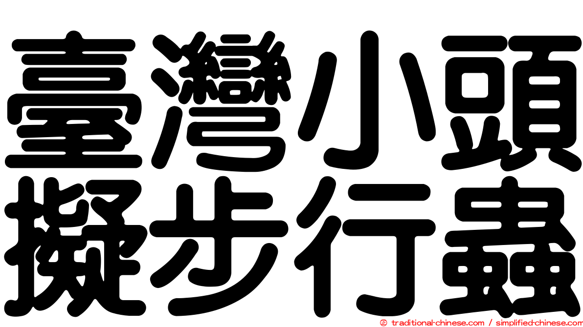 臺灣小頭擬步行蟲