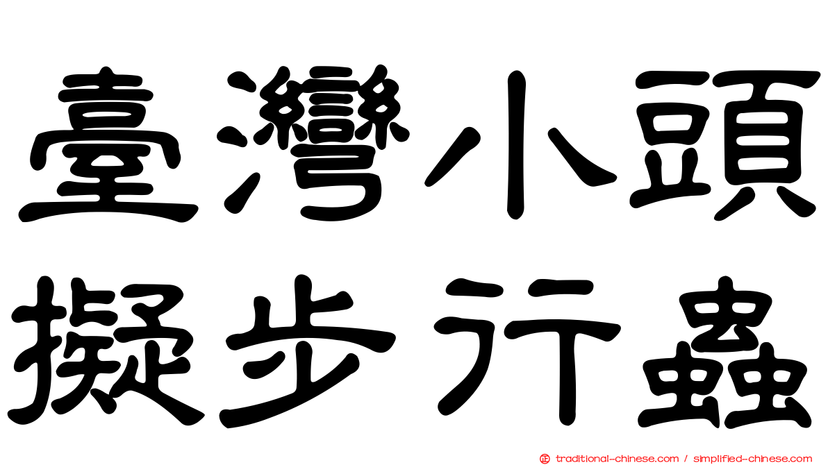 臺灣小頭擬步行蟲