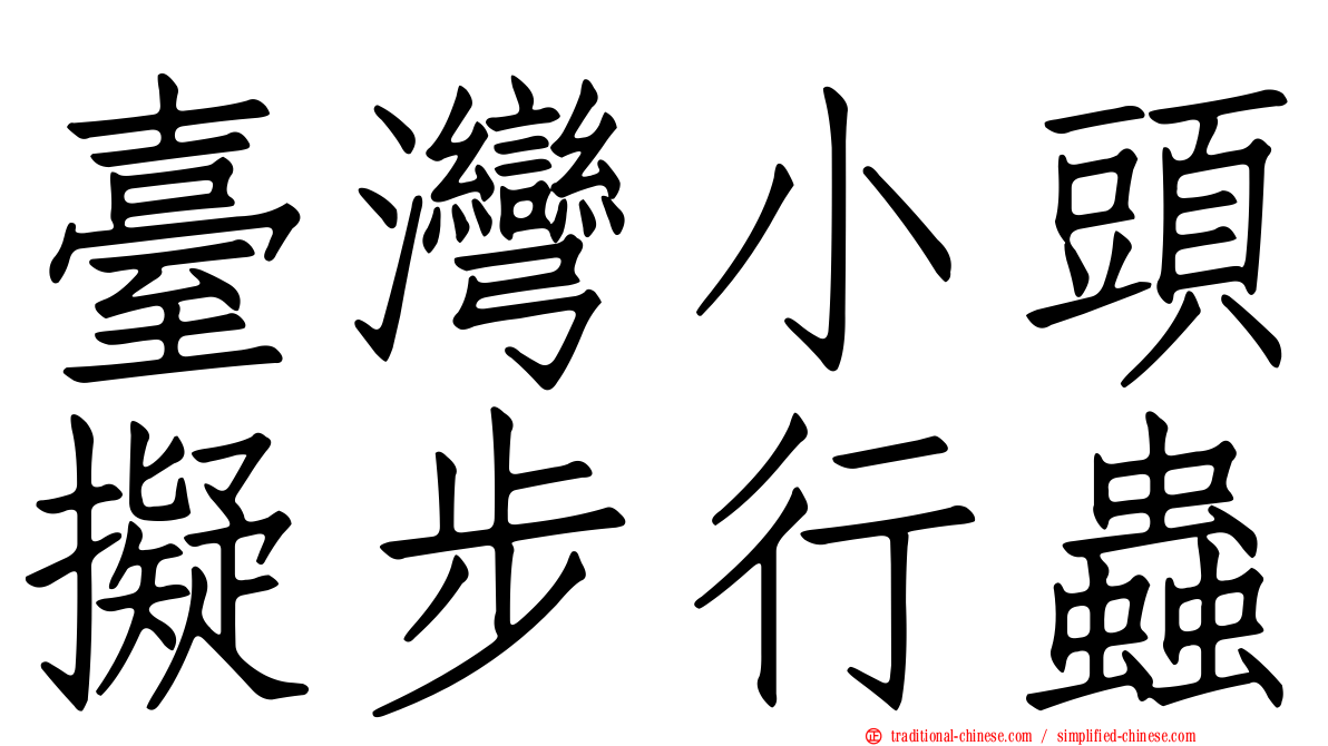 臺灣小頭擬步行蟲
