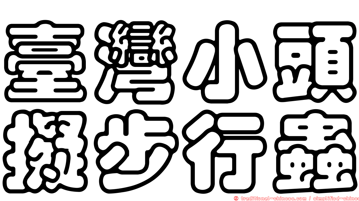 臺灣小頭擬步行蟲