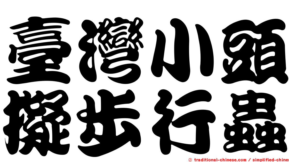 臺灣小頭擬步行蟲