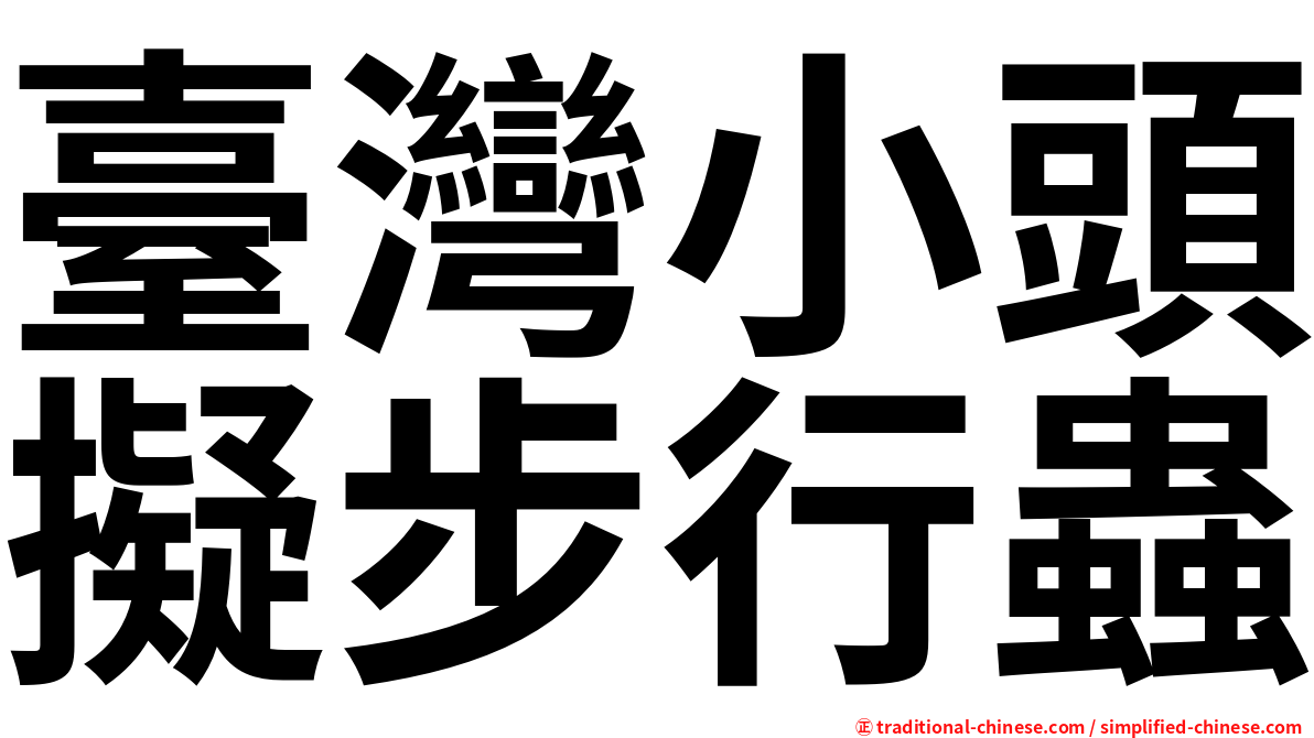 臺灣小頭擬步行蟲