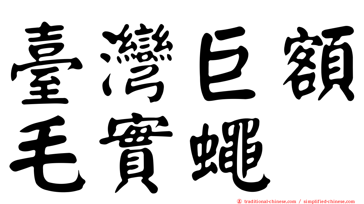 臺灣巨額毛實蠅