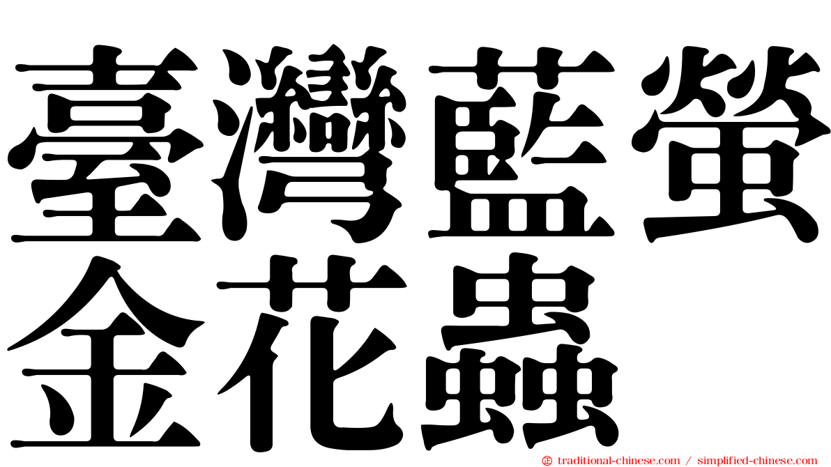 臺灣藍螢金花蟲