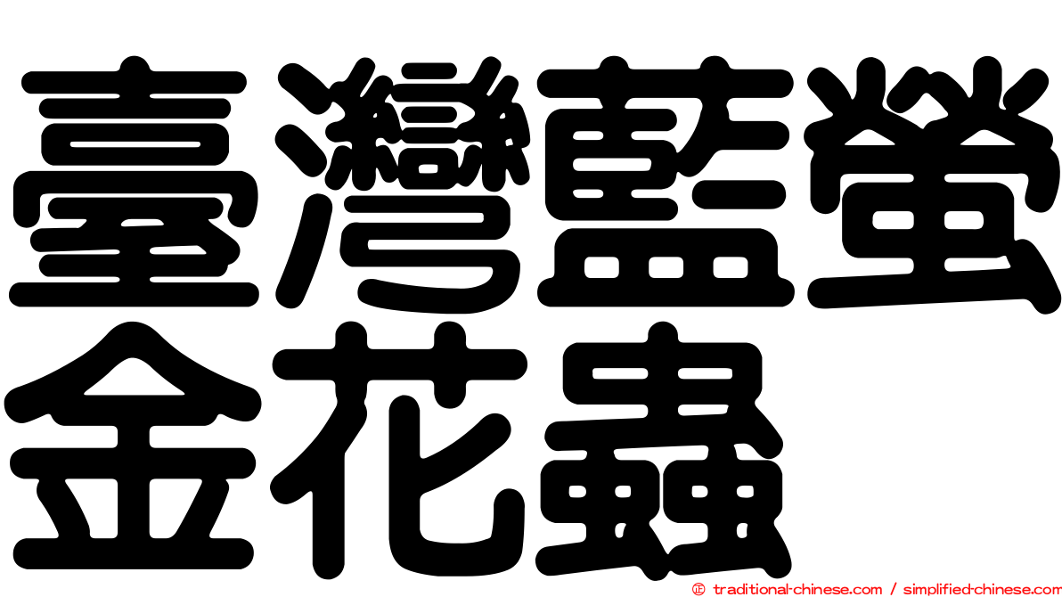 臺灣藍螢金花蟲