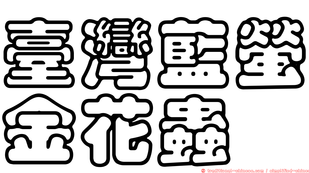 臺灣藍螢金花蟲