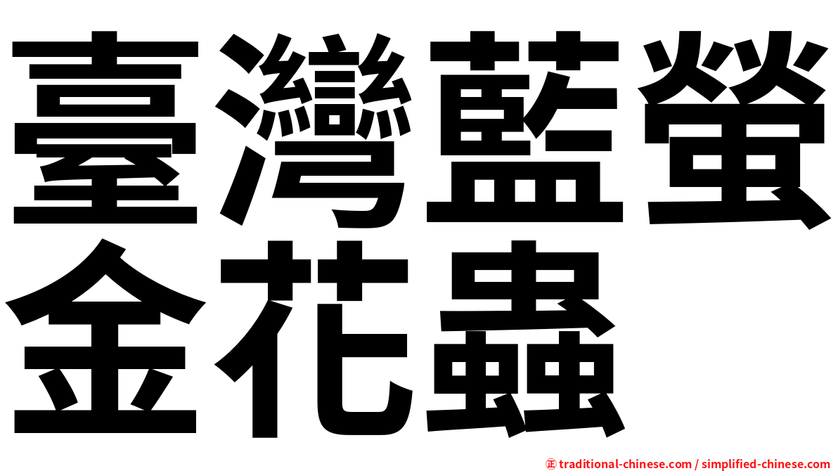 臺灣藍螢金花蟲