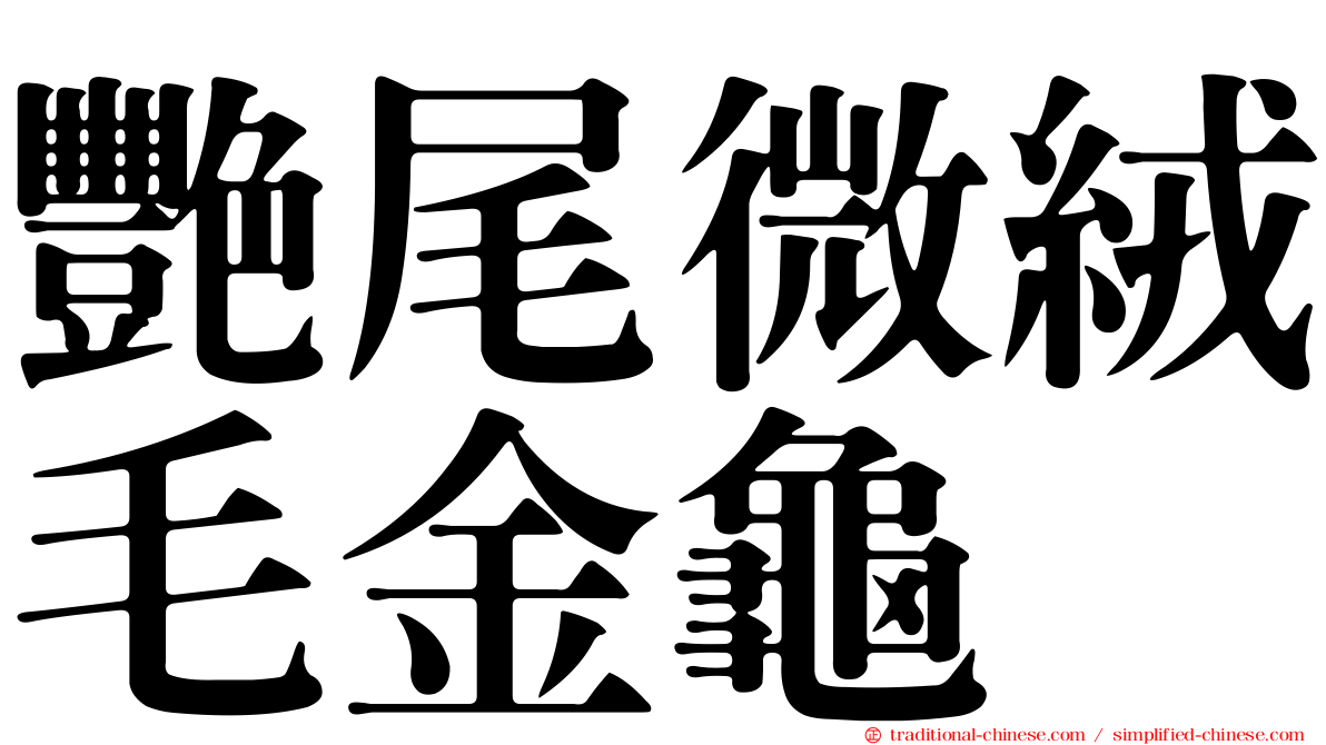 艷尾微絨毛金龜