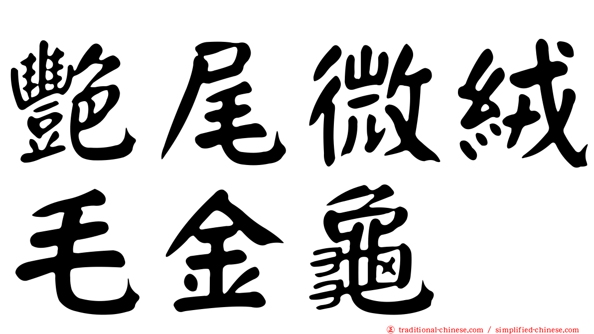 艷尾微絨毛金龜
