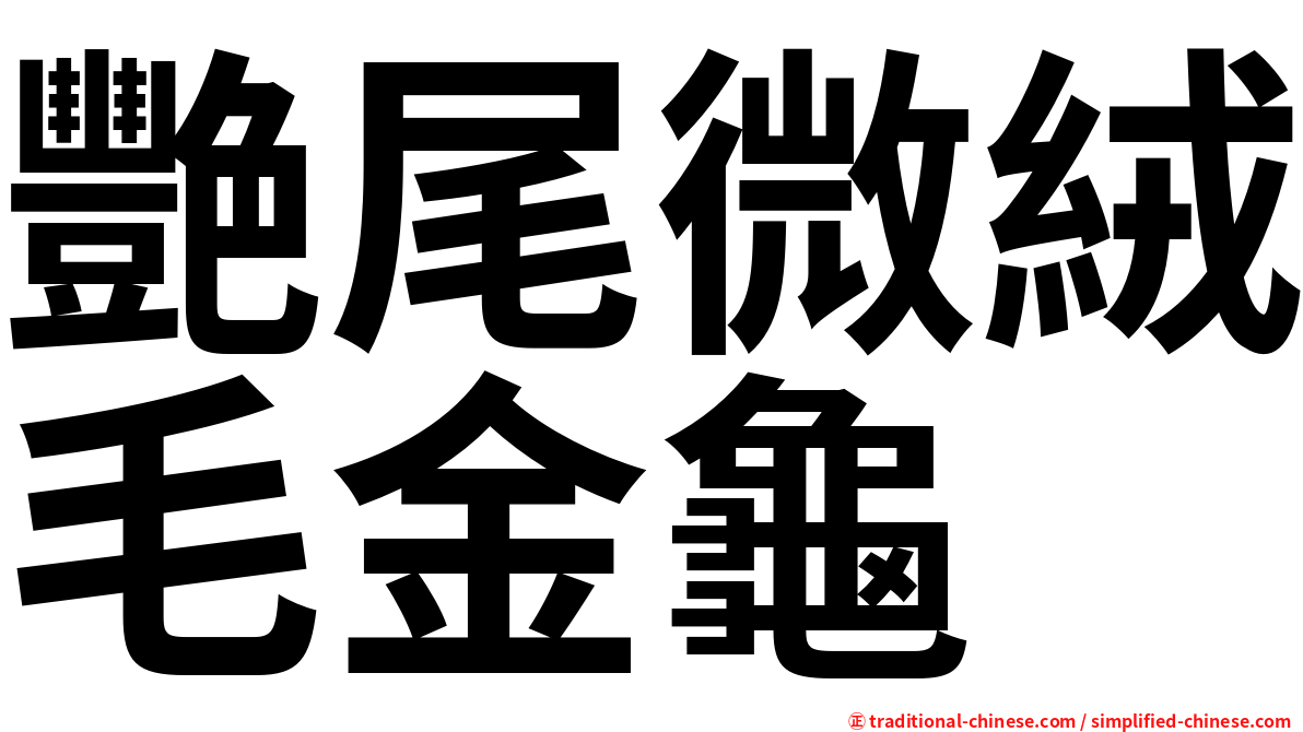 艷尾微絨毛金龜
