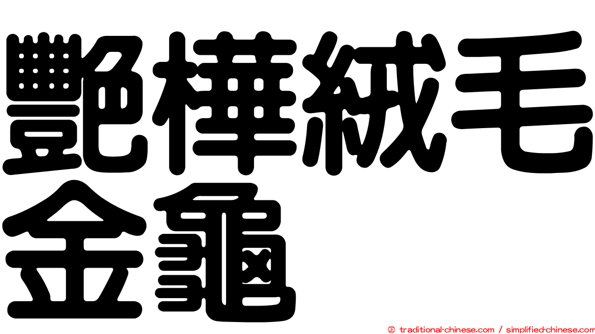 艷樺絨毛金龜