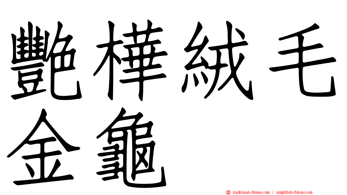 艷樺絨毛金龜