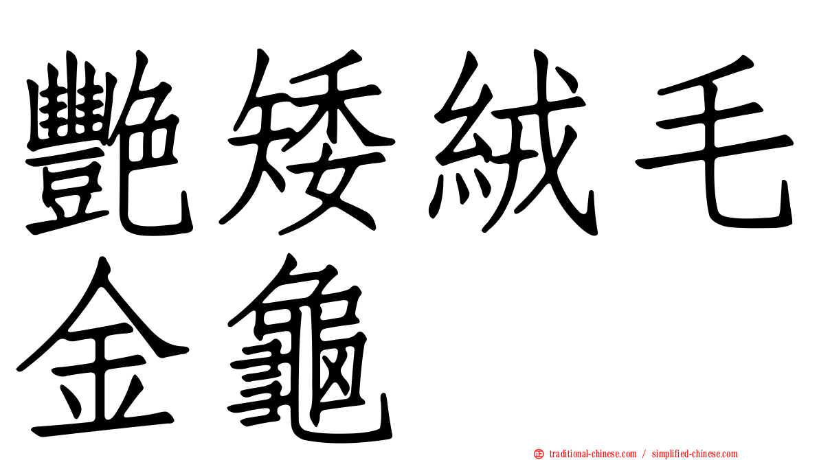 艷矮絨毛金龜