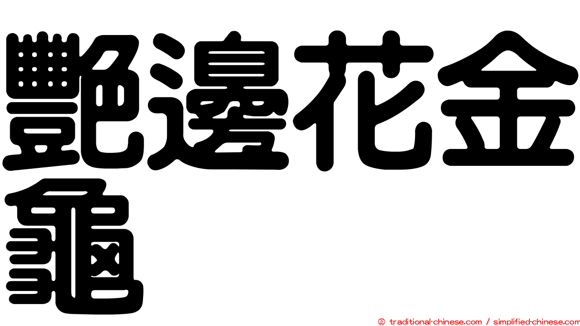 艷邊花金龜