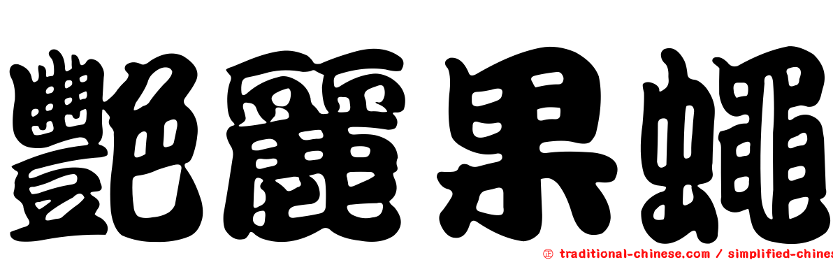 艷麗果蠅
