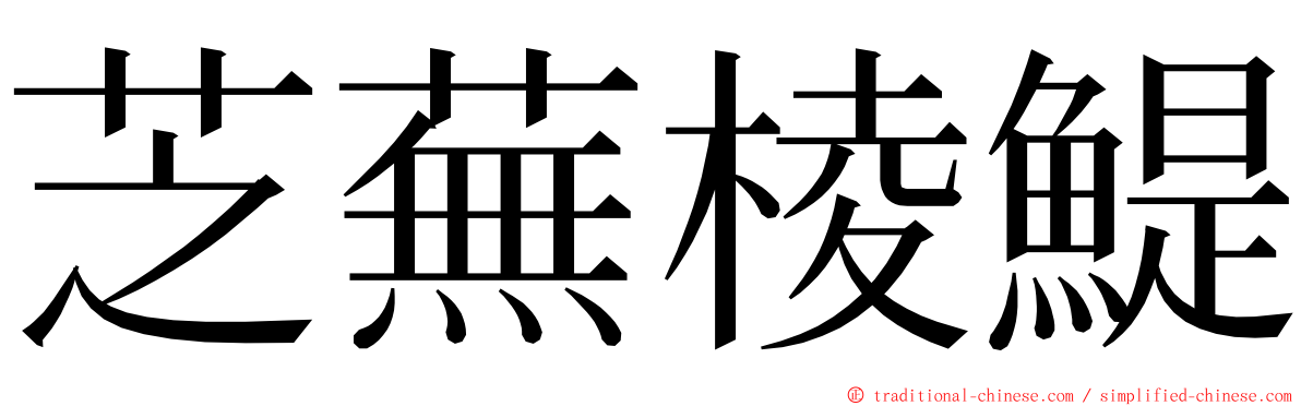 芝蕪棱鯷 ming font