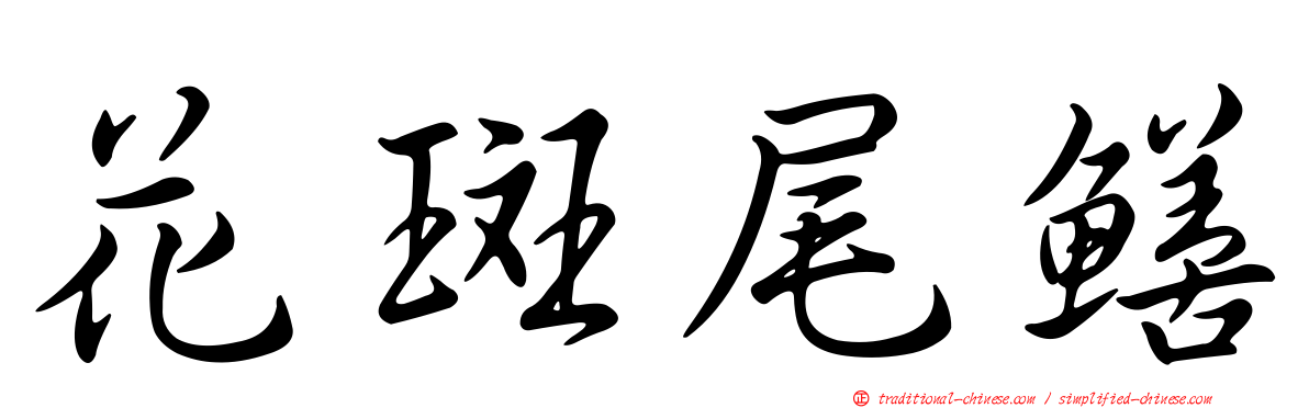 花斑尾鱔