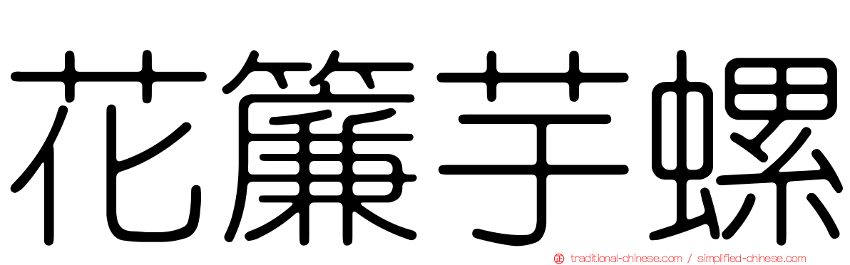 花簾芋螺