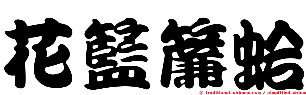 花籃簾蛤