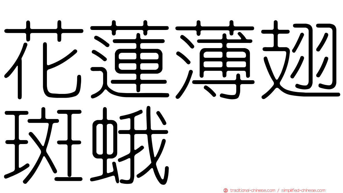 花蓮薄翅斑蛾