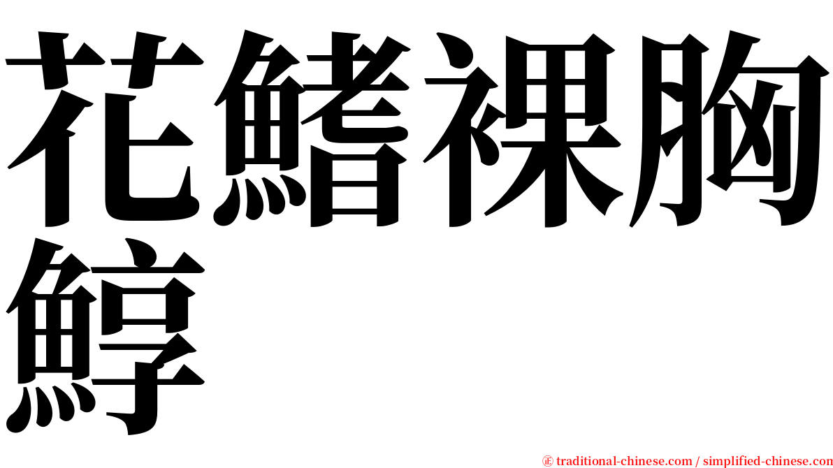 花鰭裸胸鯙 serif font