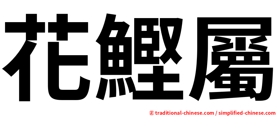 花鰹屬