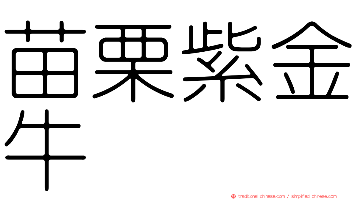 苗栗紫金牛