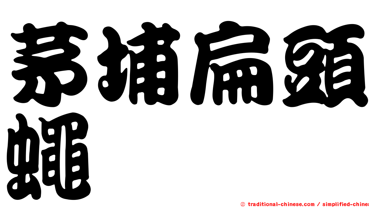 茅埔扁頭蠅