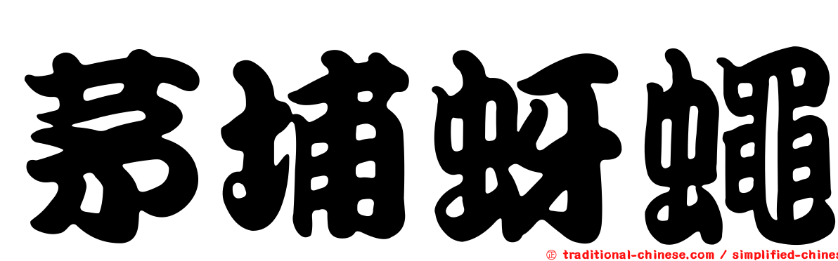 茅埔蚜蠅
