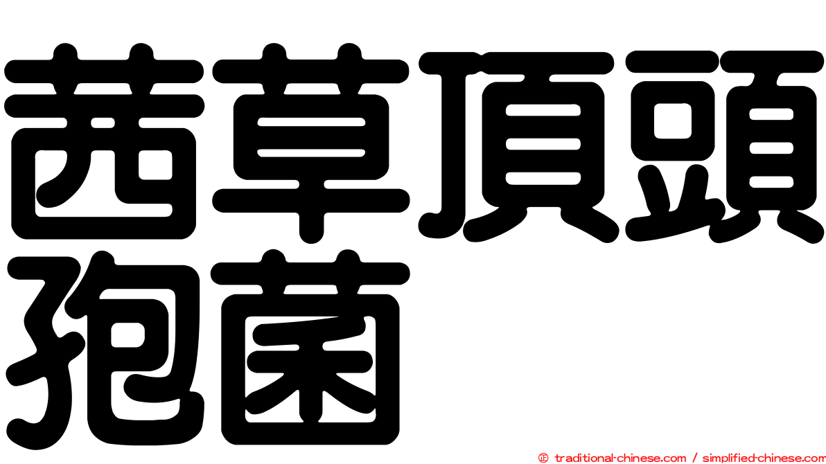 茜草頂頭孢菌
