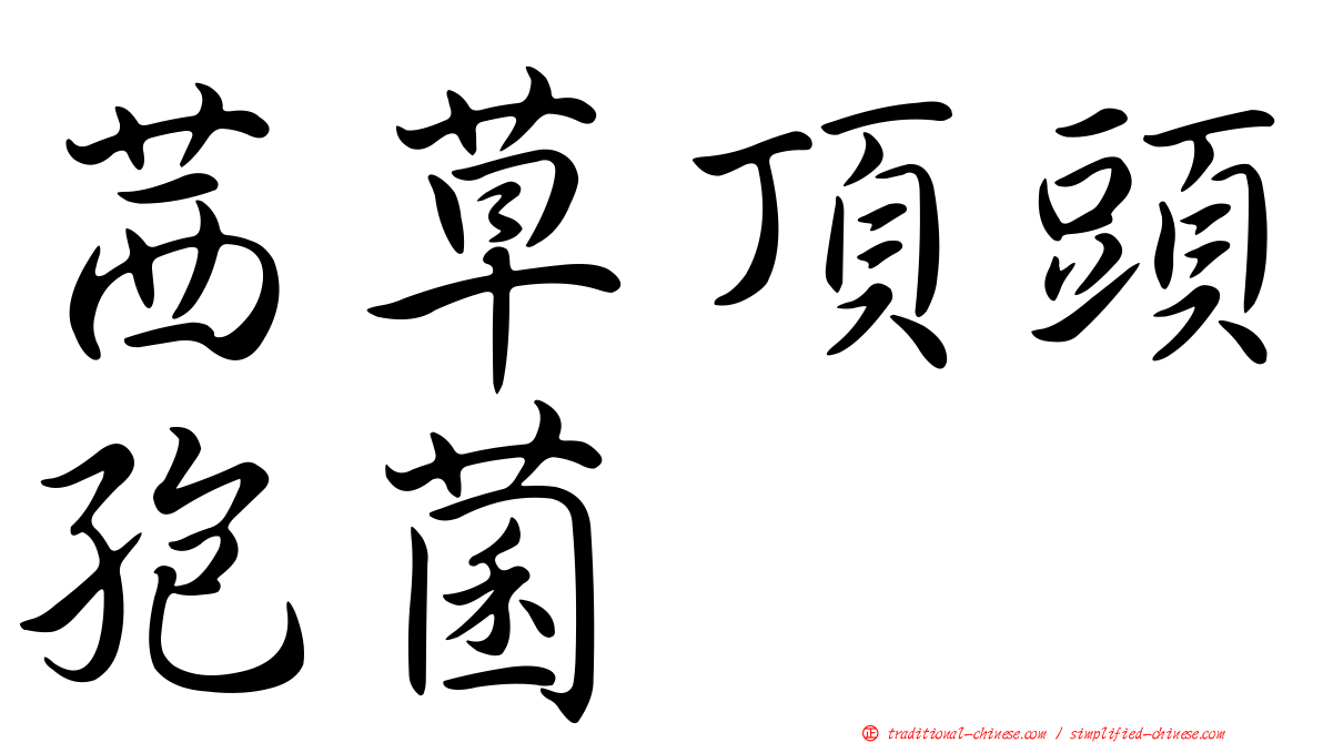 茜草頂頭孢菌