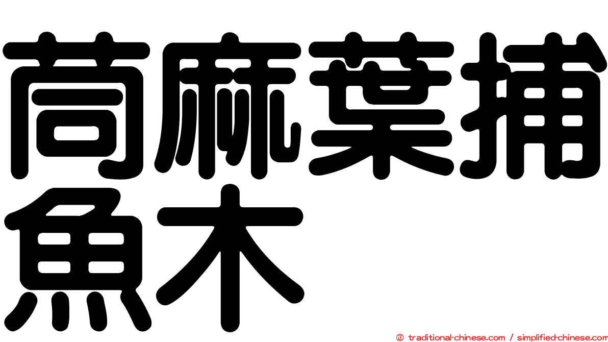 茼麻葉捕魚木