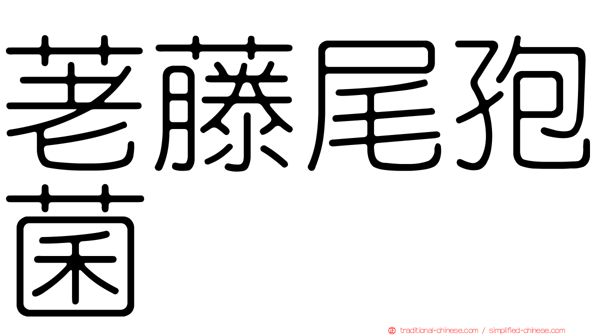 荖藤尾孢菌