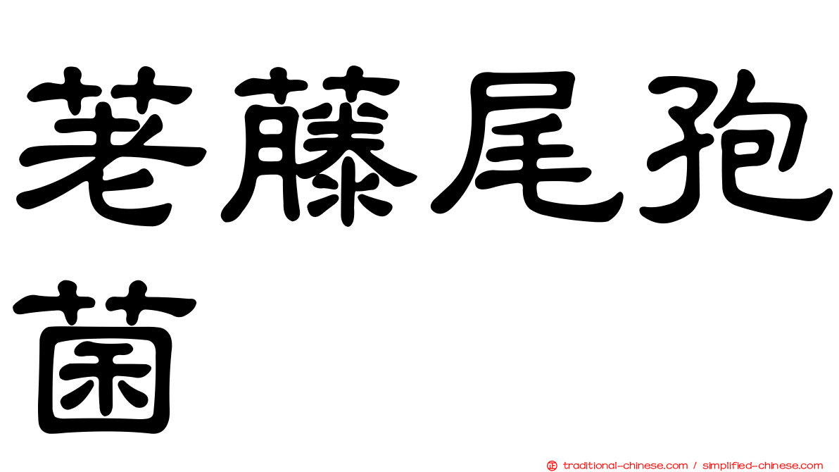 荖藤尾孢菌