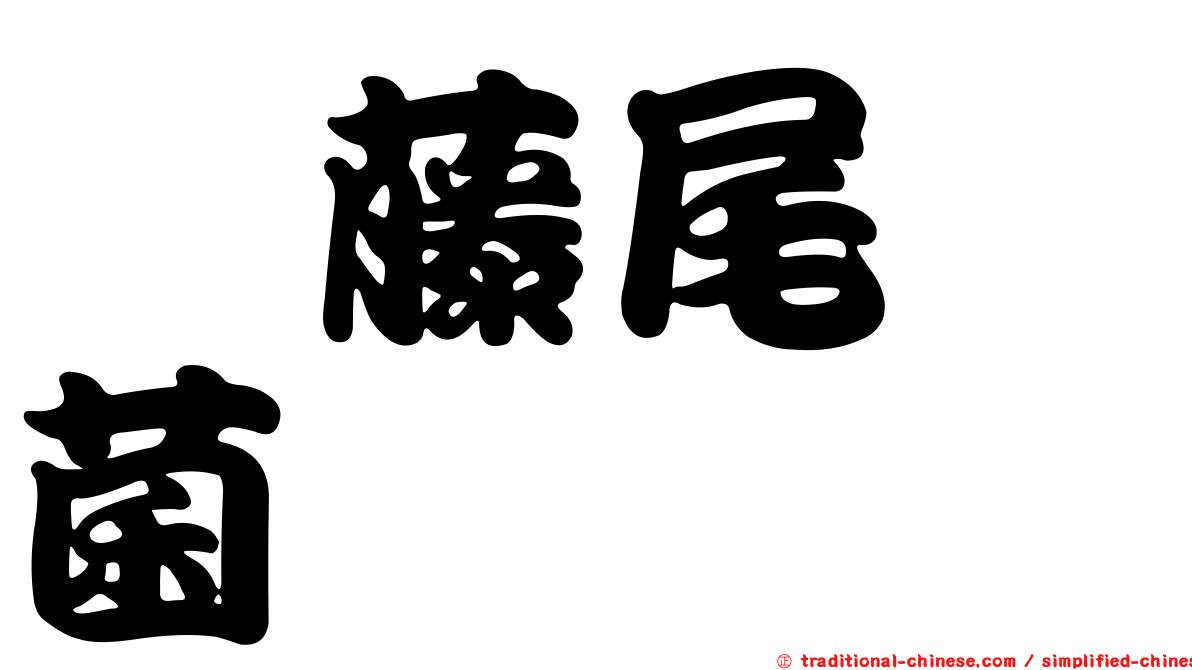 荖藤尾孢菌