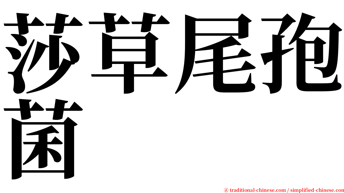 莎草尾孢菌 serif font