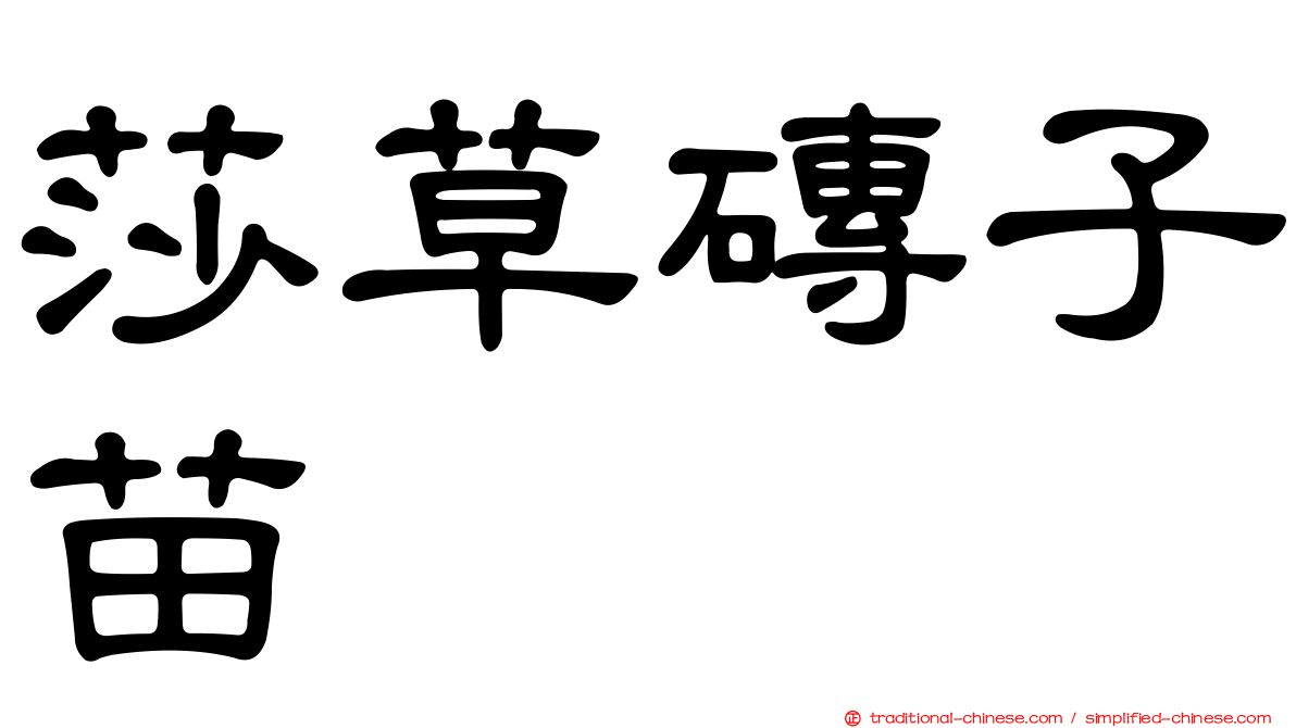 莎草磚子苗