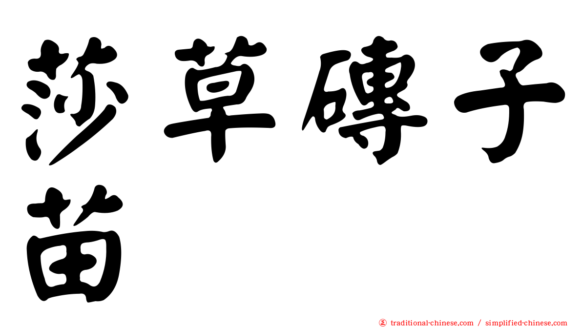 莎草磚子苗