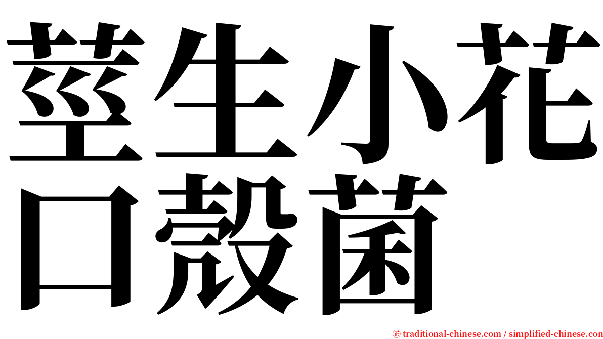 莖生小花口殼菌 serif font
