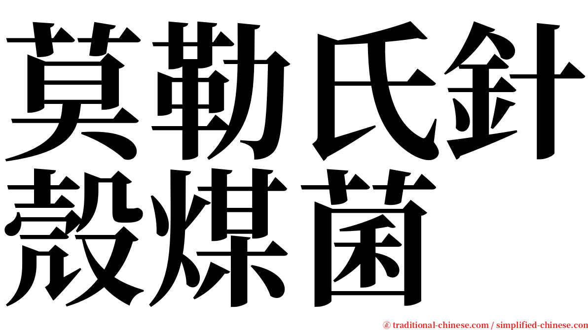 莫勒氏針殼煤菌 serif font