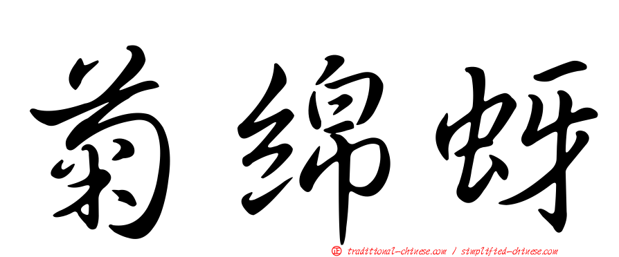菊綿蚜