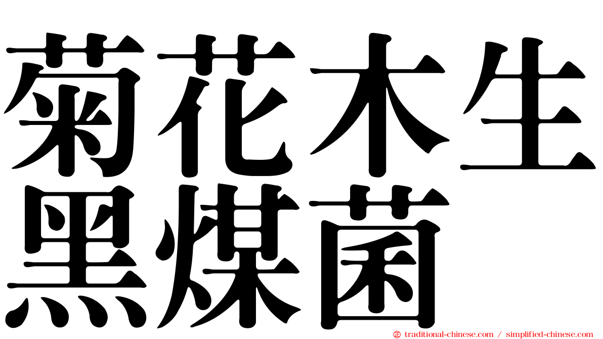 菊花木生黑煤菌