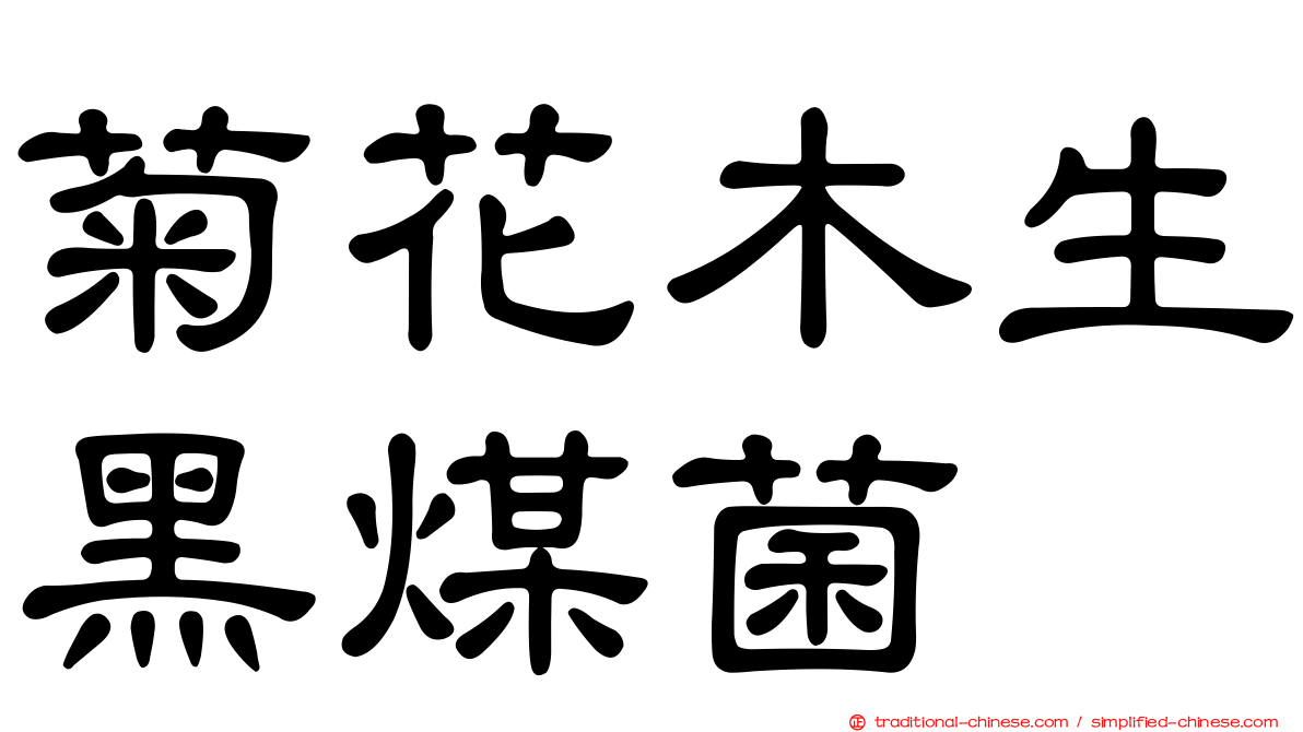 菊花木生黑煤菌