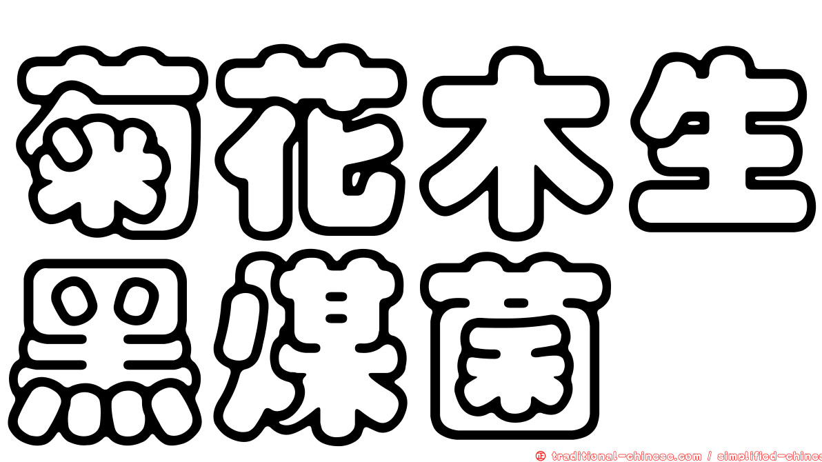 菊花木生黑煤菌
