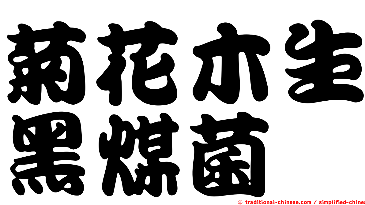 菊花木生黑煤菌