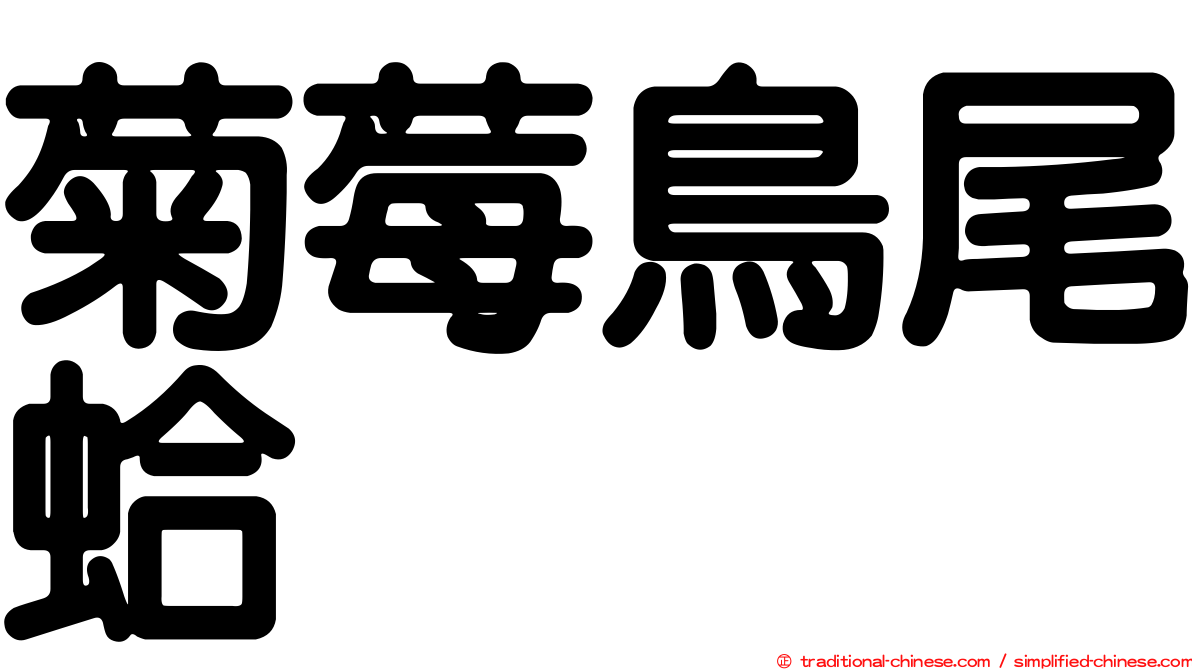 菊莓鳥尾蛤
