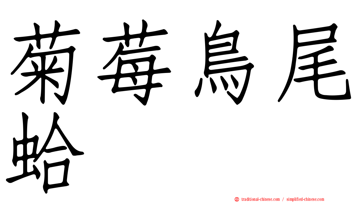 菊莓鳥尾蛤