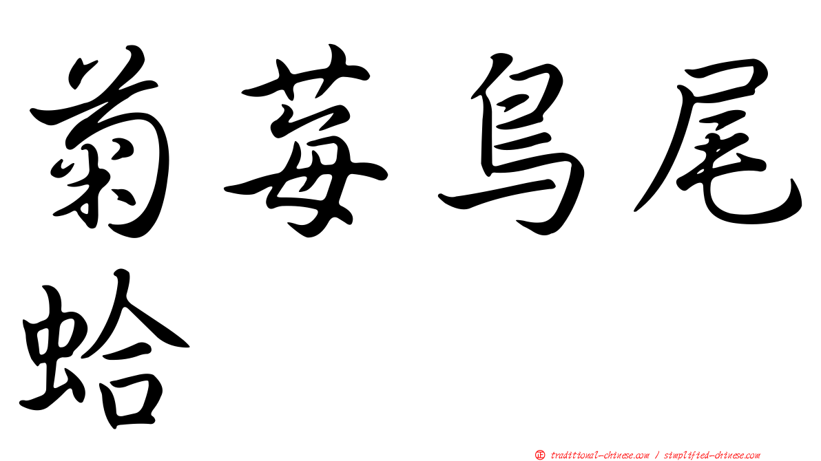菊莓鳥尾蛤